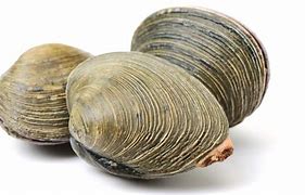 clam up
